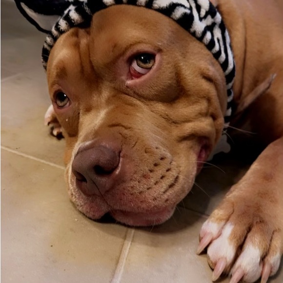 Live Join Now Share Show No Theme - Picture 9 of 13